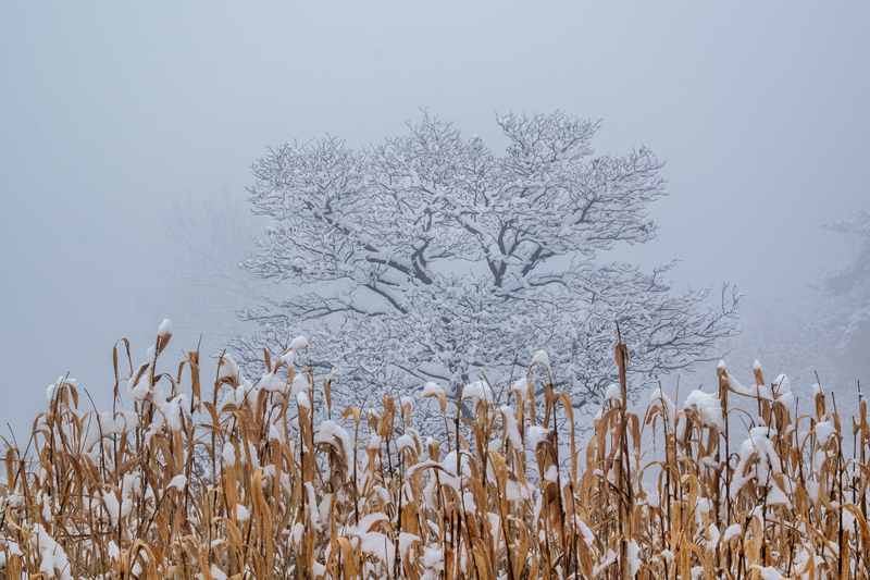 《雪韵》景玉梅