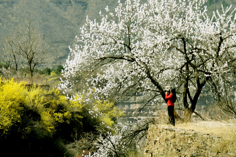 《春满崖头》  王国鸿
