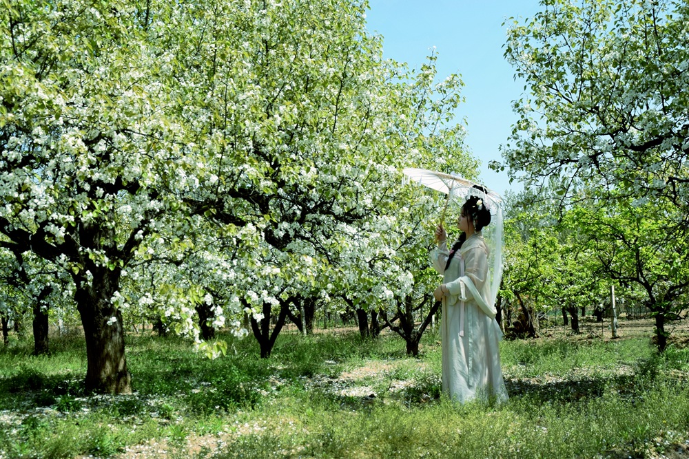 《春入梨园》  王国鸿